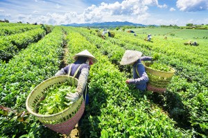Workers on a tea plantation